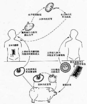 生活史 (名词解释)