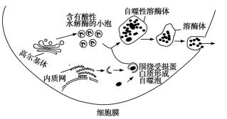 水解酶的解释 水解酶的解释是什么