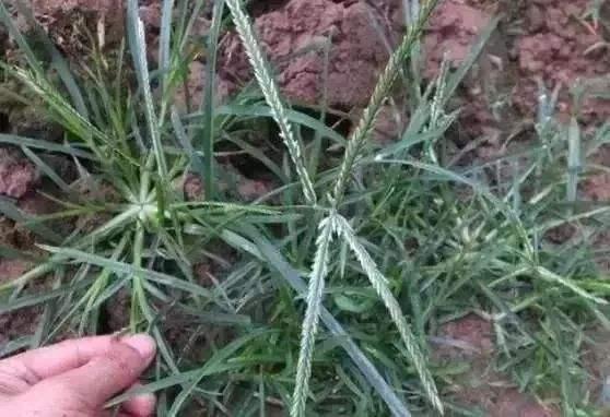 薅草是什么意思