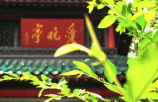 子宁不嗣音怎么读音，子宁不嗣音下一句