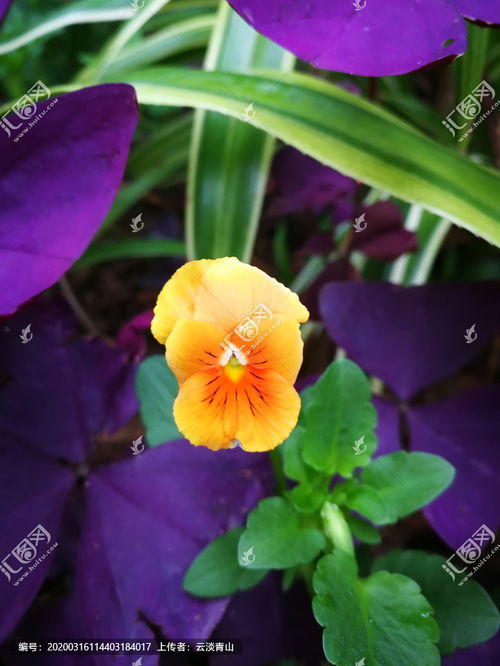 猫儿脸种植时间和方法，猫儿脸花的生长过程