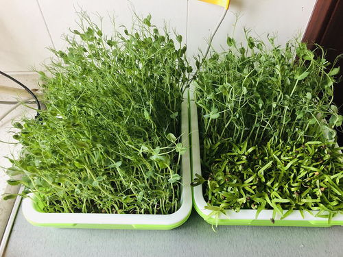 豌豆苗菜怎么做好吃