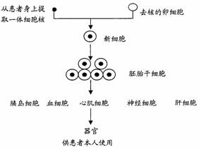 人体渗透压是什么意思，晶体渗透压是什么意思