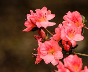 李白《宣城见杜鹃花》原文阅读|赏析