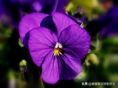 猫儿脸种植时间和方法