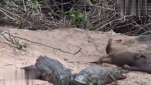 豹子胆的意思