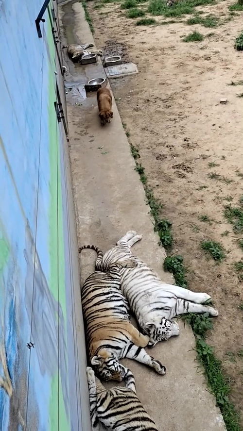 豹子胆电视剧，豹子胆图片