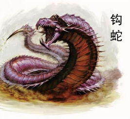 钩蛇山海经，钩龙虾用什么料钩