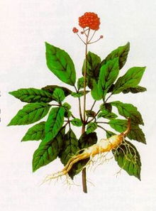 绛珠草是什么植物