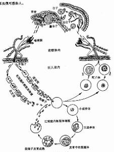 生活史是什么意思，生活史名词解释植物学