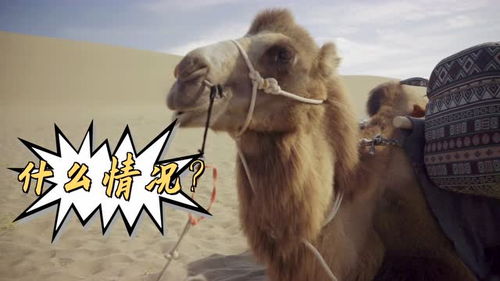 骆驼的驼怎么组词骆驼，骆驼的驼怎么组词骆驼的骆怎么组词