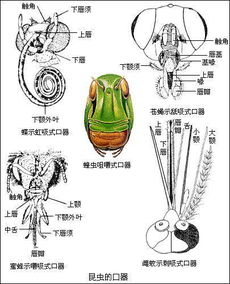 口器球，口器有哪些类型