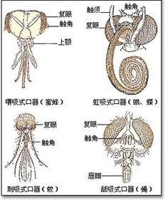 口器是什么器官?
