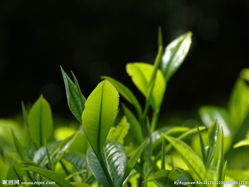 春尖茶正宗产地哪里，春尖茶的种类