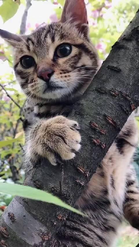 猫狸云，猫狸盘搜 - 阿里云盘搜索神器