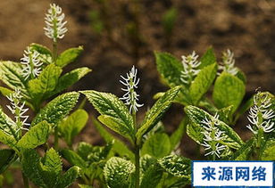 四块瓦的功效与作用禁忌，四块瓦的功效与作用多少克