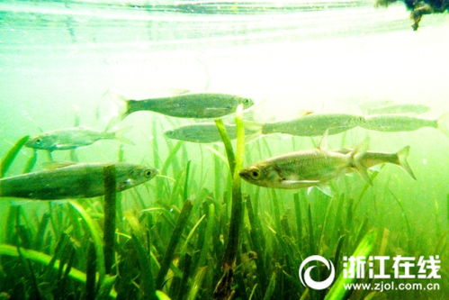 藻荇的 意思
