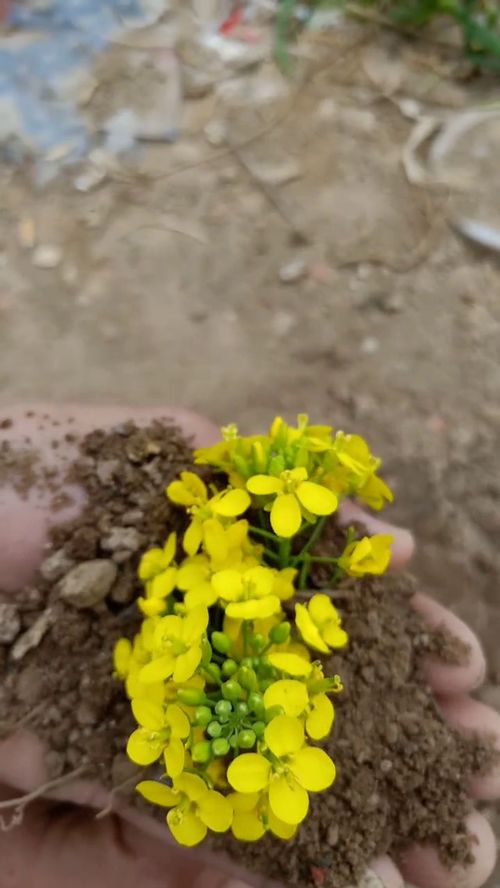 花籽读音拼音，花子的拼音怎么读