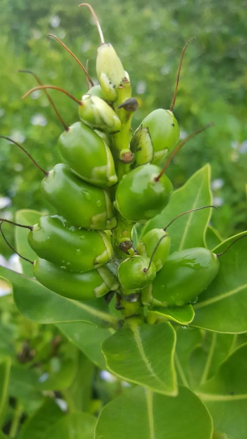 佛耳草的读音佛耳草的读音是什么