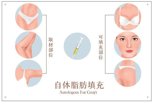 脂肪的拼音