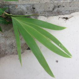 根株附丽的解释