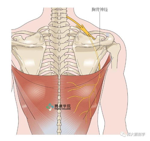 皱襞的读音皱襞的读音是什么