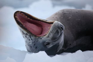 仰面朝天是描写动作还是神态，仰面朝天的拼音