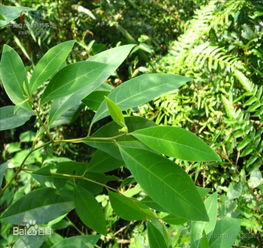 山鸡椒根煲汤可以吗