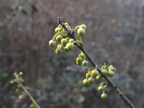 山鸡椒的吃法，山鸡椒别名叫什么