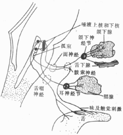 简述脑神经4对副交感神经节内穿行或者换元的神经纤维成分,以及来源与去