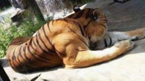 虎背熊腰是什么意思