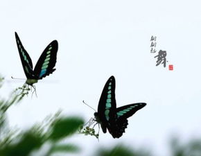 翩翩起舞意思造句，翩翩起舞意思的词语