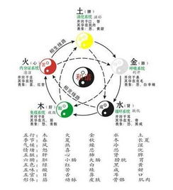 脏腑十二时辰对照表口诀，脏腑在舌面上的分布