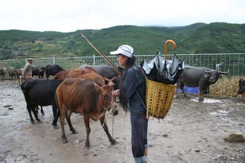 牲口是什么意思
