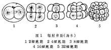 卵裂期胚胎和囊胚有什么区别，卵裂球
