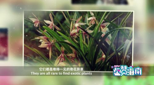 清香造句三年级下册语文，清香造句8个字