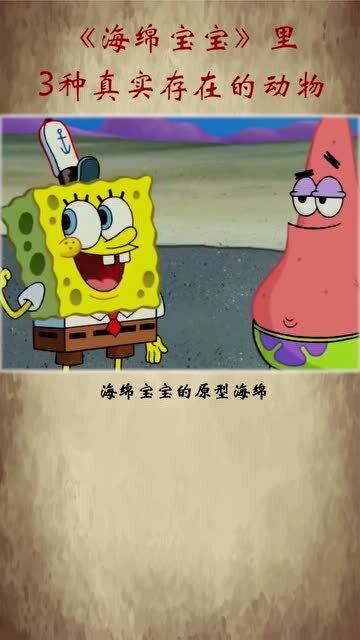 海绵是动物么