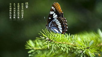 一个执一个虫念什么字，执加一个虫