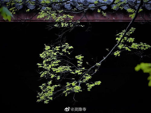 仲春是几月?春季除了仲春还有什么?