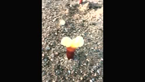 窠怎么读什么意思
