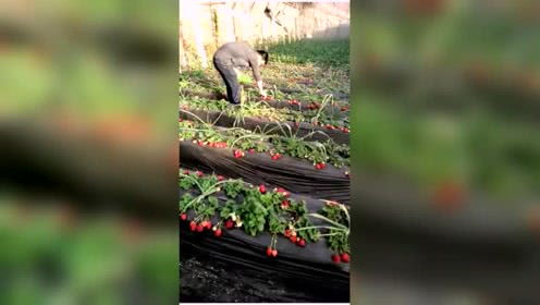 草窠子，草窠怎么读什么意思