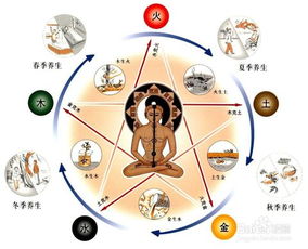五脏六腑怎么分阴阳