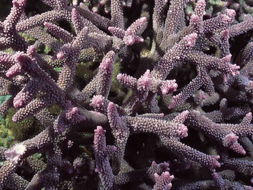 珊瑚虫是生物吗，珊瑚虫和珊瑚是什么关系