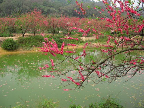桃花水是什么生肖，桃花水是什么味道的请仿写一段