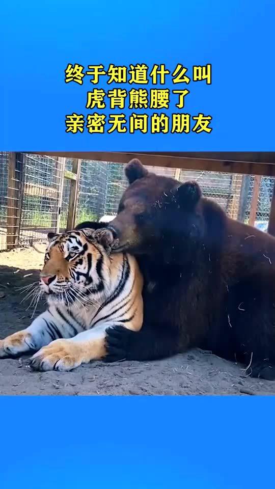 虎背熊腰的意思打一生肖，虎背熊腰的意思是什么意思