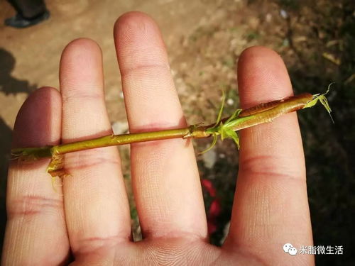 脑畔的意思和拼音，脑畔上还响着脚步声上一句