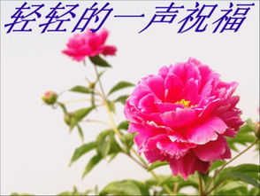 祝贺造句一年级，祝贺造句四年级