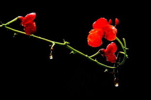 鲜花拼音怎么读音发音英语，鲜花的拼音怎么写的拼音