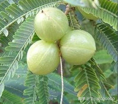 庵摩勒的介绍