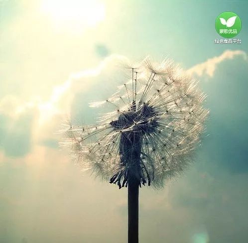 现代诗《烦忧》赏析